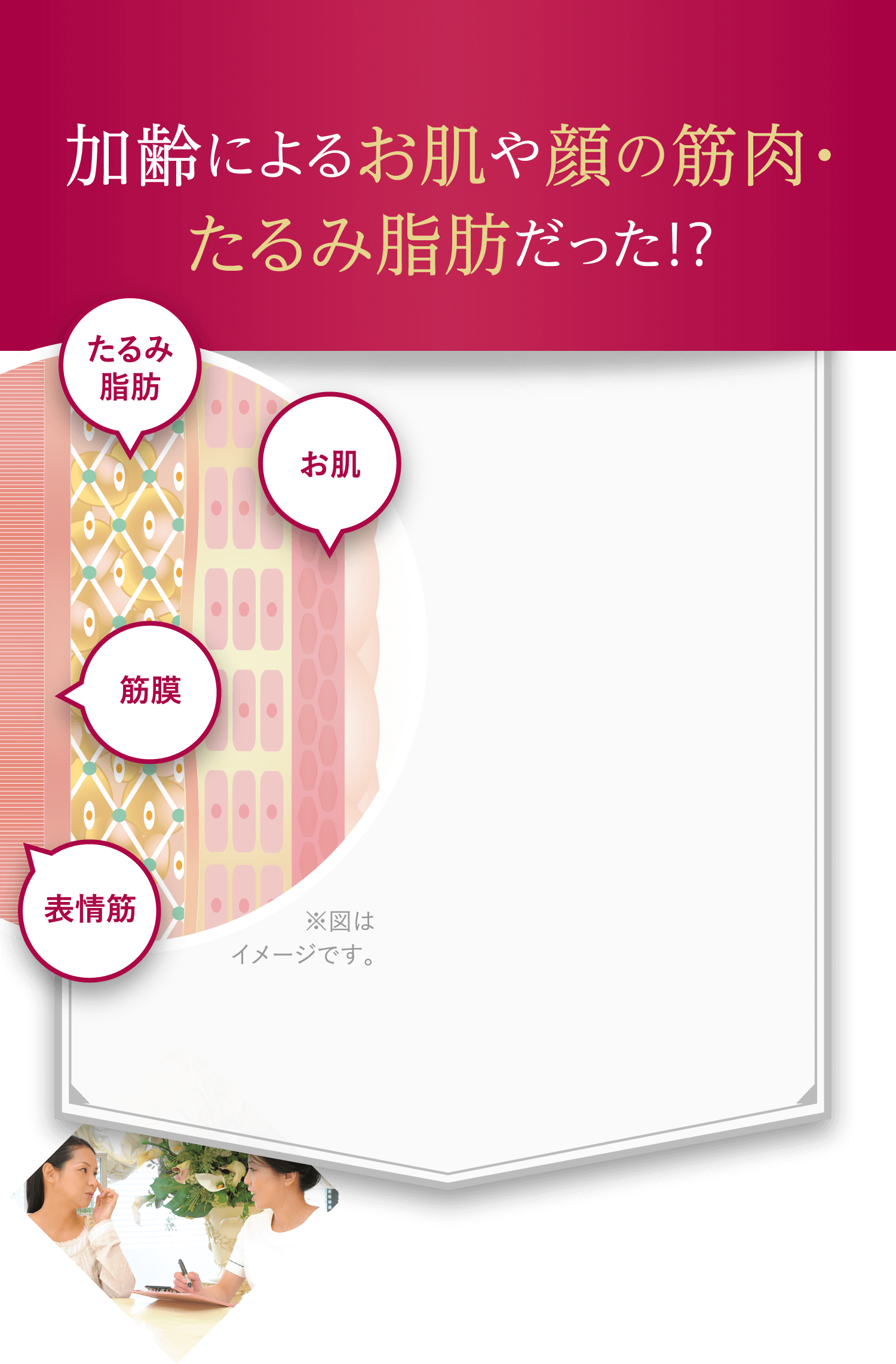 加齢によるお肌や顔の筋肉・たるみ脂肪だった? たるみ脂肪 お肌 筋膜 表情筋 ※図はイメージです。